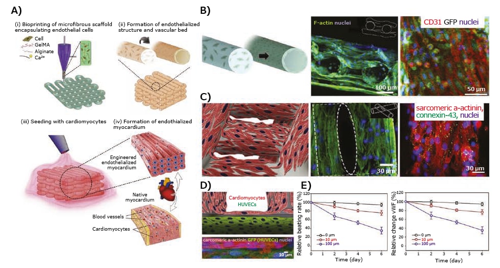  Application of 3D-bioprinted tissue models in drug testing 