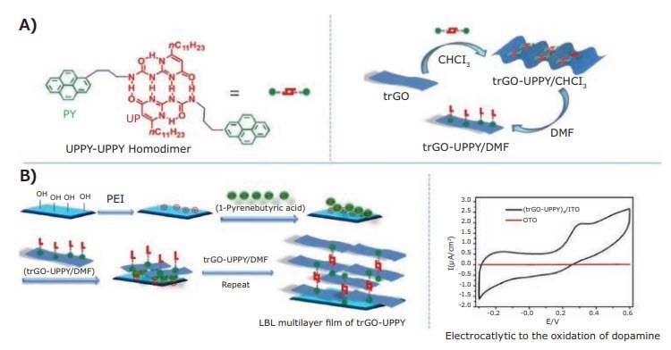 Formation of UPPY-UPPY homodimer