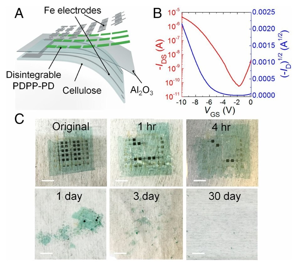 Device structure, transfer characteristics, and photographs showing decomposition stages of fully disintegrable OTFTs. made of iron source, drain, and gate electrodes.