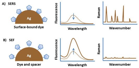 An organic fluorophore attached directly to a metal substrate typically has quenched fluorescence but a strong surface enhanced Raman spectrum. (B) Spacing the fluorophore off of the metal surface results in surface enhanced fluorescence. Two scenarios affecting an organic fluorophore’s behavior on a metal substrate. In scenario A, the fluorophore is directly attached to the substrate, leading to quenched fluorescence and a strong surface-enhanced Raman spectrum. In scenario B, the fluorophore is spaced from the substrate, resulting in enhanced fluorescence and a weaker Raman signal.