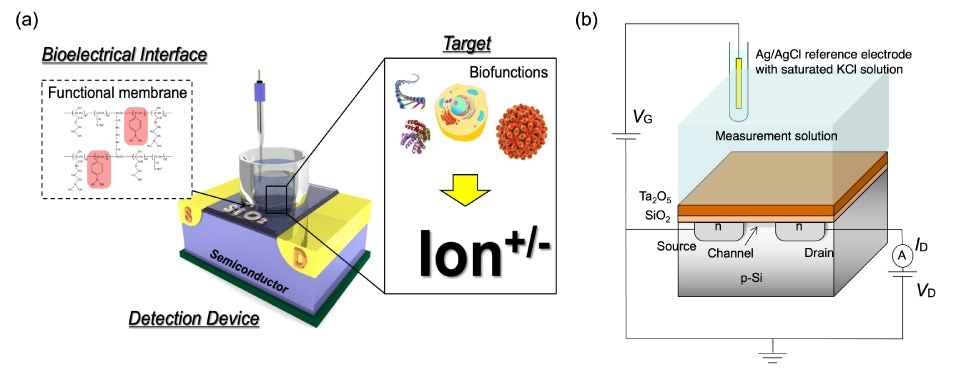 Schematic illustration of solution-gated FET On the left, labeled a, there is conceptual structure of a biologically coupled gate field-effect transistor (bio-FET). The diagram provides a visual representation of the key components and functional aspects of the bio-FET, showcasing its unique design tailored for biological coupling. The illustration offers valuable insights into the integration of biological elements with the FET architecture, highlighting its potential for bioelectronic applications, biosensing, and interfacing with biological systems. The visual clarity of the diagram enables a clear understanding of the bio-FET's conceptual structure, contributing to the advancement of bioelectronics and bioengineering technologies. On the right, labeled b, there is schematic illustration presents a solution-gated field-effect transistor (FET) and provides a visual overview of its structure and operational principles. The diagram offers insights into the components and configuration of the solution-gated FET, emphasizing its suitability for applications involving solution-based interfaces. The illustration effectively communicates the design and functionality of the solution-gated FET, conveying its potential for use in biosensing, chemical sensing, and other solution-based electronic applications. The clear and detailed depiction of the device enhances understanding of its schematic structure, supporting advancements in solution-based FET technologies.