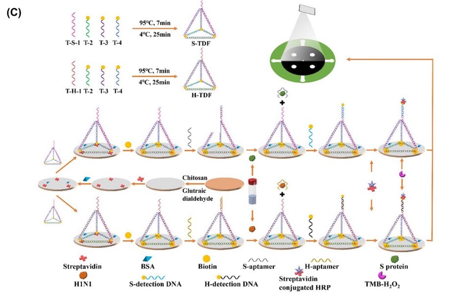 The image presents an analytical procedure for the detection of S protein and H1N1 using a paper analytical device. This procedure offers insights into the device's application for detecting specific antigens, highlighting its versatility and potential for multiplexed analysis of different analytes. The visual representation of the analytical procedure enhances understanding of the device's capabilities, providing valuable information for its use in rapid and specific detection of infectious agents and biomolecules.
