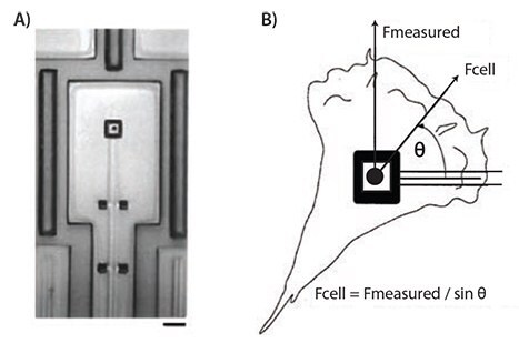 A micropad attached to a cantilever in a micromachined device used for studying cellular traction forces. Scale bar represents 10 μm