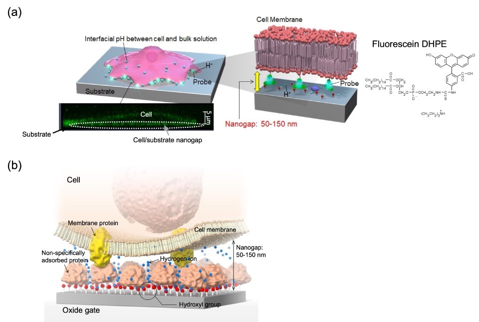 Schematic illustration of hydrogen ion behaviour around cell cultured on substrate The top part of the figure presents a schematic illustration depicting the behavior of hydrogen ions around a cell cultured on a substrate. It highlights the use of phospholipid fluorescein as an extracellular pH indicator (Probe), fixed to the plasma membrane's external side. This visualization provides insights into the spatial distribution and behavior of hydrogen ions near the cell's extracellular environment, offering valuable information for understanding cellular processes, pH regulation, and the interaction between cells and their microenvironment. The bottom part of the figure emphasizes the schematic illustration of the cell/gate nanogap interface, with a focus on membrane proteins. This visualization highlights the interface between the cell and the gate at the nanoscale, emphasizing the role of membrane proteins in mediating interactions and signal transduction. The detailed depiction provides valuable insights into the nanoscale architecture and functional dynamics of the cell/gate interface, contributing to advancements in biosensing, cellular electrophysiology, and bioelectronic interface design.