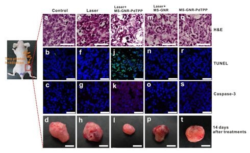 In vivo studies illustrating two-photon activated photodynamic therapy