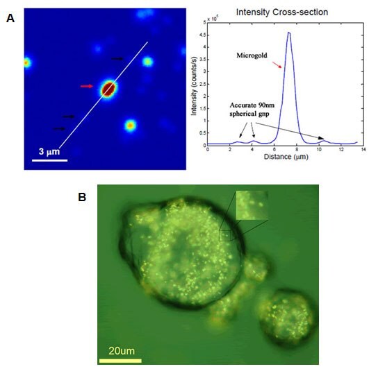 <b>A)</b> Microgold (Product No. 716960) used for single particle measurements in light microscopy (courtesy of Dr. Stephan Link, Rice University). <b>B)</b> Microgold used for cytosome uptake in cancer cell for drug delivery (courtesy of Dr. Eugene Zubarev, Rice University). Microgold