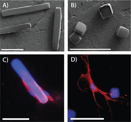 <b>A)</b> Microrods and <b>B)</b> microcubes fabricated from polymerized poly(ethylene glycol) dimethacrylate. Fluorescently stained murine cardiac fibroblasts interacting with microrods <b>(C)</b> and microcubes <b>(D)</b>. Scale bar = 50 μm. Adapted from Reference 11 with permission. Microrods and microcubes