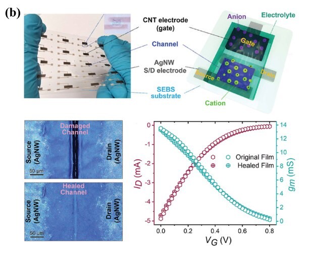 This photo presents arrays of PEDOT:PSS-based organic electrochemical transistors (OECTs), accompanied by an enlarged diagram highlighting the electrodes, channel, SEBS substrate, cation, anion, source, gate, and drain within the device. Additionally, an SEM image reveals the comparison between the damaged channel and the healed channel. Furthermore, a graph is included to display the gap recovery and restoration of transistor performance. These visuals provide comprehensive insights into the structure and self-healing properties of the OECTs, offering valuable information on the device's potential for applications requiring stretchable and self-healable electronic components.