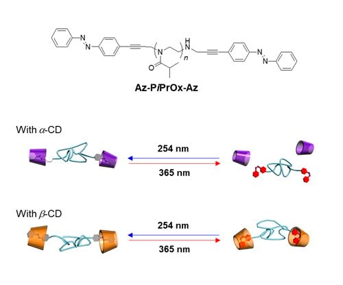 PiPrOx structures with cyclodextrin Structure of Az-PiPrOx-Az and photo-responsive host-guest complexation of Az-PiPrOx-Az with cyclodextrins
