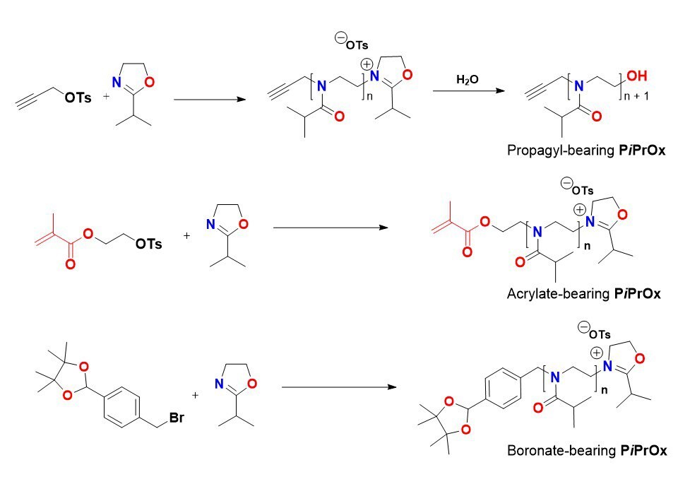 Illustration of the functionalization of initiation end of PiPrOx