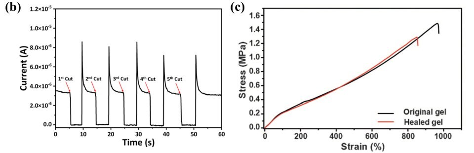 The graph on the left labeled b, presents a current versus time plot, demonstrating the electrical self-healing behavior of SV3/PVA hydrogel. It showcases multiple cuts to the hydrogel, each resulting in sharp drops in current, followed by repetitive self-healing to the original level. The graph effectively captures the remarkable self-repair capabilities of the hydrogel, indicating its potential for applications requiring sustained electrical conductivity and resilience to damage. The graph on the right labeled c, compares the tensile stress versus strain behavior of the original and healed organohydrogels. It visually demonstrates that the original gel can handle higher stress than the healed gel, indicating the impact of the healing process on the mechanical properties of the material. The graph provides valuable insights into the mechanical behavior of the organohydrogels before and after healing, shedding light on their potential for use in applications requiring robust and resilient materials with tailored mechanical properties. 