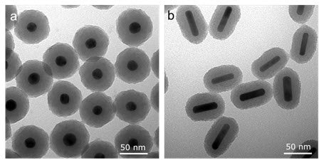 Examples of silica coated gold nanospheres and nanorods are shown in Figure 1. 