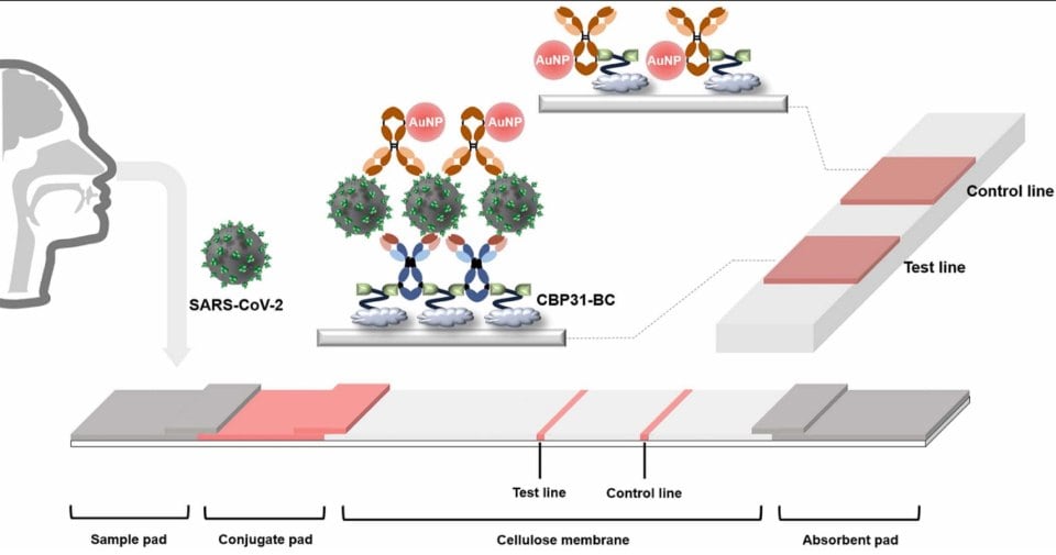 The image presents a schematic illustration of the CBP31-BC-based lateral flow immunoassay (LFIA) designed for the detection of SARS-CoV-2. The visualization highlights the workflow of the assay, where the sample containing SARS-CoV-2 is applied to the sample pad, travels through the conjugate pad, and migrates down a cellulose membrane. Upon binding to the test line, a positive result is indicated. This schematic provides valuable insights into the design and operational principles of the LFIA, offering a clear depiction of the assay's workflow and the molecular interactions involved in detecting SARS-CoV-2. The visual representation enhances understanding of the LFIA platform, contributing to advancements in point-of-care diagnostics and infectious disease monitoring.