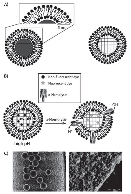 Schematic of a solid (left) or porous (right) silica microsphere