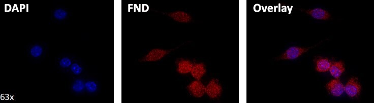 Streptavidin functionalized 40 nm fluorescent nanodiamond containing NV centers (~2 ppm) targeting a biotinylated intracellular target, with comparison and overlay to DAPI (4’,6-diamidino-2-phenylindole) stained nuclei.