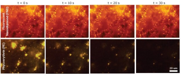 Time-lapse of blood clots incubated with a biotinylated platelet activation antibody