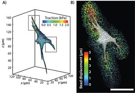 <b>A)</b> A contour plot of the magnitude of the traction forces exerted by a cell in a 3D hydrogel. <b>B)</b> A surface mesh of a cell shown with the bead displacement trajectories. Scale bar represents 50 μm. Adapted from Reference 6 with permission. A contour plot of the magnitude of the traction forces exerted by a cell in a 3D hydrogel