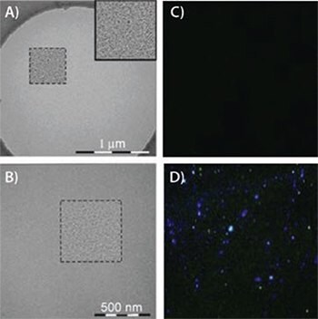 Transmission electron microgram (TEM) image of PEG nanoparticles (A). Higher resolution was accomplished by band pass filtering (B). Disulfide cleaved PEG2000-SS-Biotin nanoparticles do not fluoresce with the addition of avidin-FITC (C). However, intact PEG2000-SSBiotin particles bind avidin-FITC and are visualized via fluorescence microscopy (D). Adapted from Reference 3 with permission. Transmission electron microgram (TEM) image of PEG nanoparticles