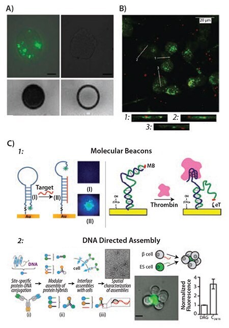 Uptake of fluorescently