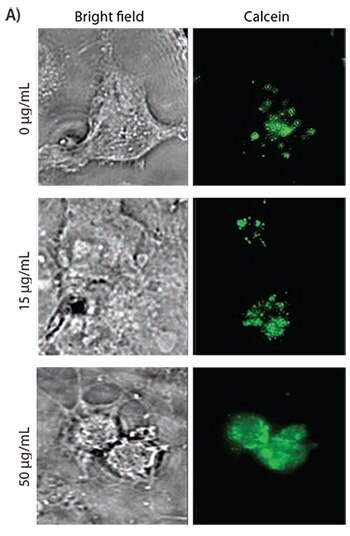 alcein uptake in COS-7 cells treated with various concentrations of PVBLG-8