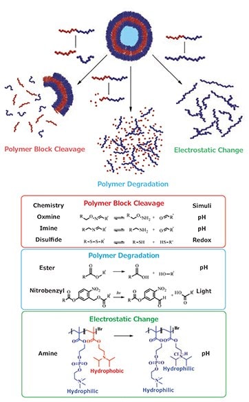 Degradation/dissolution of polymersomes