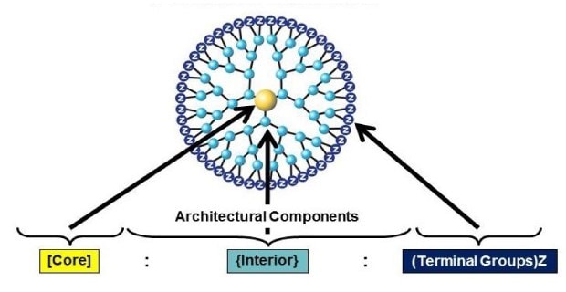 Schematic of PAMAM dendrimer architecural components including the core, interior, and terminal groups. 