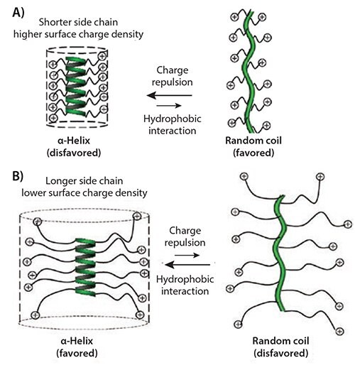 Illustration of polyamino acids with short, charged side chains and the postulated helix-to-random coil transition due to side-chain charge repulsion