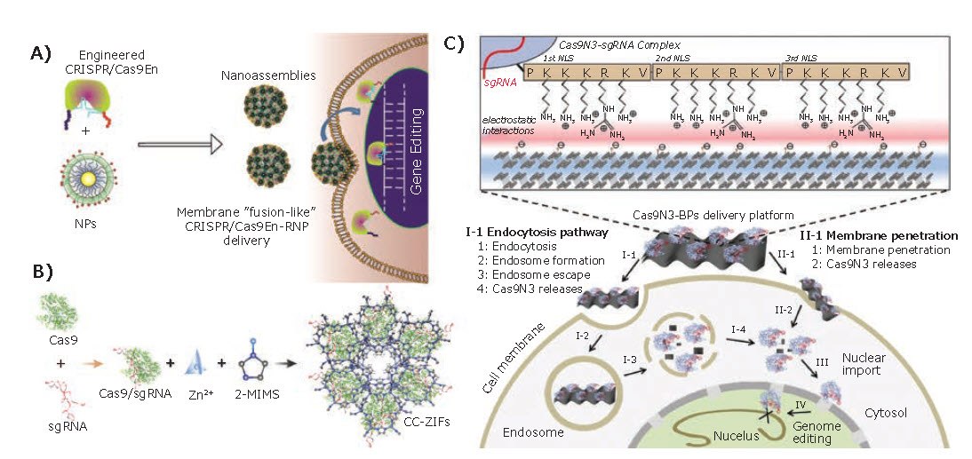 Recent Progress on Nonviral Delivery Carriers for CRISPR/Cas9 Systems Inorganic Nanoparticles