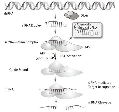 The mechanism of endogenous and induced RNA interference (RNAi). siRNA is eventually incorporated into the RISC where complementary mRNA binds before it is cleaved.