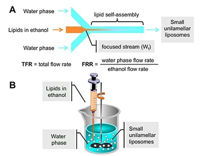 Schematic representation of the process of liposome formation Schematic representation of the process of liposome formation
