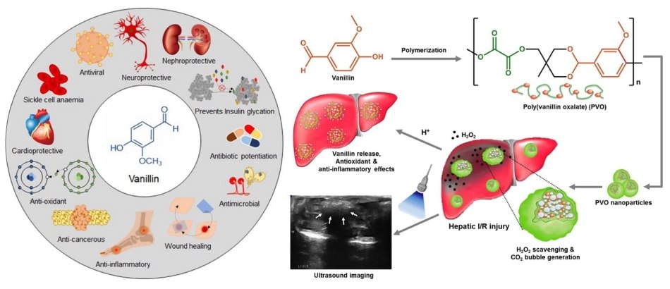 Schematic of antioxidant vanillin and its therapeutic properties including anticancer, antioxidant, anti-inflammatory, neuro and cardioprotective, and antimicrobial. 