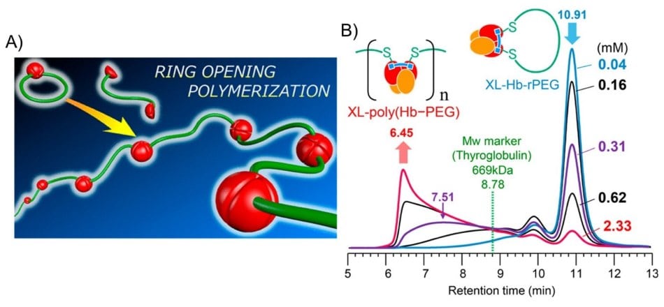 Schematic of hemoglobin polymer (poly(Hb-PEG)) synthesis from native hemoglobin and bifunctional maleimide-PEG by ring-opening polymerization 