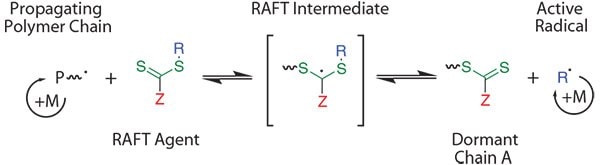 Simplified mechanism of a RAFT polymerization.