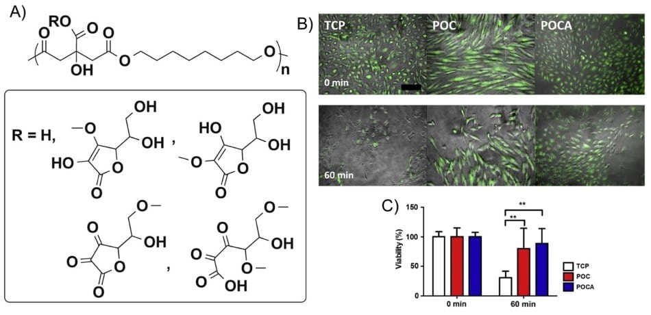 Structure and proposed scheme of antioxidant polymer poly(1,8-octanediol-co-citrate-co-ascrobate) (POCA) and poly(1,8-octanediol-co-citrate) (POC)