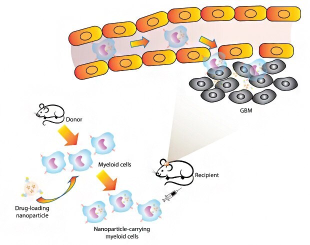 Illustration of "Trojan horse" glioblastoma-infiltrating myeloid cells for brain-targeted nanoparticle delivery Illustration demonstrating using glioblastoma-infiltrating myeloid cells as cellular "Trojan horse" for tageted nanoparticle drug delivery. Upon reaching brain tumors through myeloid migration, drug-loaded nanoparticles are release and provide antitumor effects.