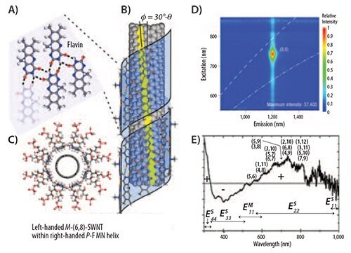 Flavin mononucleotide (FMN) self-organizes around SWNT through helical wrapping. A) 2D FMN sheet structure on the SWNT sidewall. One FMN forms quadruple hydrogen bonds with two facing FMNs. B) FMN possessing chiral d-ribityl phosphate group prefers left-handed SWNT within its own right-handed helical pattern. C) The phosphate side groups of FMNs impart SWNT dispersion by anionic repulsion. D) Photoluminescence mapping of separated (8,6) SWNT using dual-surfactant titration strategies. E) Circular dichroism spectrum of handedness of enantioselectively-separated SWNT using a dispersion of SWNT and FMN in aqueous solvents. Adapted from References 25,26. Flavin mononucleotide (FMN) self-organizes around SWNT through helical wrapping.