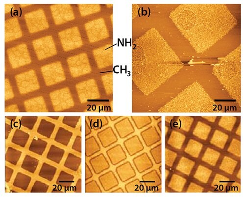 Pattern of squares of aminobutylphosphonic acid