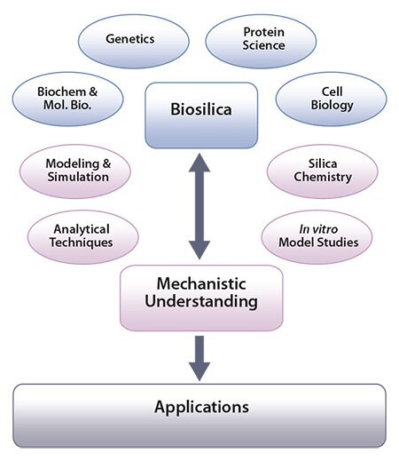 cheme showing how the study of biosilica formation