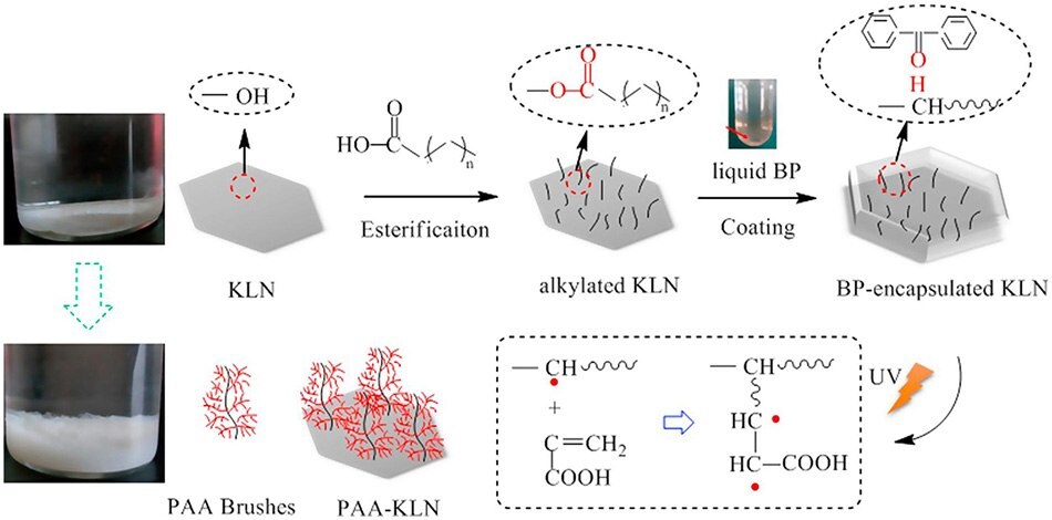 Schematic of preparation of PAA-KLM adsorbent Schematic of preparation of PAA-KLM adsorbent