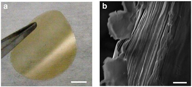 Vermiculite membrane and cross-sectional SEM Flexbile free-standing vermiculite membrane and cross-sectional SEM image