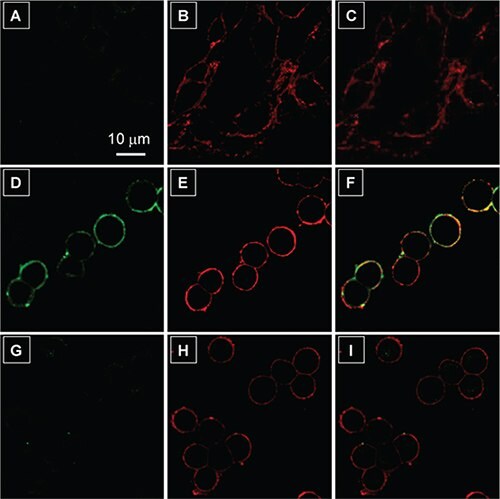 AIE Luminogens: A Family of New Materials with Multifaceted Functionalities Confocal laser scanning microscopy (CLSM) images of live cells after incubation with 2 μM TPS-2cRGD in the absence and presence of a membrane tracker
