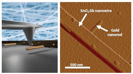 Gold nanorods self-assembled to tin oxide nanowires Artistic impression of the measuring of a single or a few molecules via a conducting AFM tip (left) and AFM picture (right) of gold nanorods self-assembled to tin oxide nanowires mediated by thiol end-capped oligo(phenylenevinylene) molecules.