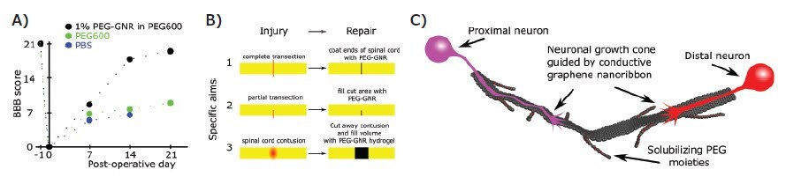 graphene-nanoribbons-synthesized-image4 Mobility recovery of a single rat following intra-topical application of 1% PEG-GNRs in PEG600 to blunt ends of transected spinal cord compared to PEG600 alone and PBS alone.