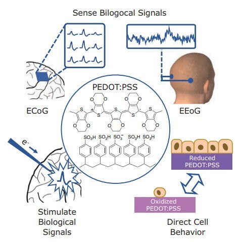 tructure of PEDOT:PSS and examples of applications in electrical recording and stimulation.