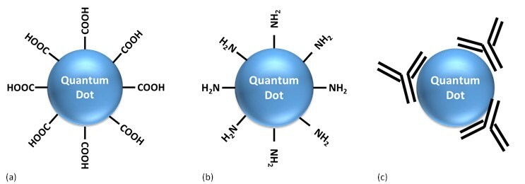 Cartoons representing surface functionalized QDs