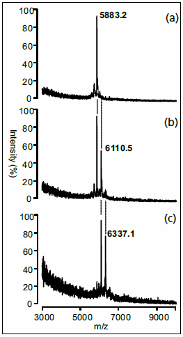  reaction of a biotinylated duplex DNA (5’-biotin-TTT TAT ATA CGT ATA TCG) with cis-[Pt(NH2)2Cl2]