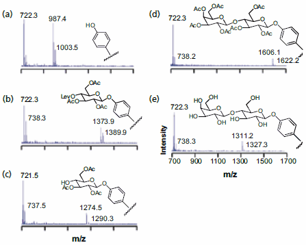 SAMDI MS was used to characterize the surface after each step of a disaccharide synthesis on a monolayer substrate