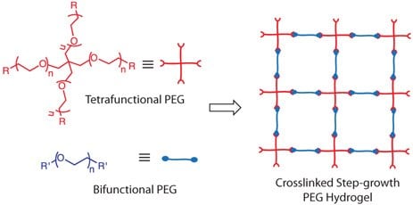 Structures of 4-arm and linear PEG precursors and a schematic illustration of the resulting step-growth hydrogel formed using these PEG macromolecules