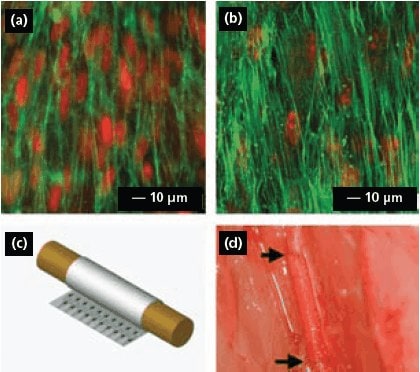 (a, b) Human aortic smooth muscle cells and bone marrow stem cells seeded on thin films of aligned PLLA nanofibers. The actin filaments were stained with FITC-conjugated phalloidin (green), and the nuclei were counterstained using propidium iodide (red). (c) The tubular graft formed by rolling the cell-embedded fibrous membrane. (d) An end-to-end view of the vascular graft sutured to the common carotid artery in a rat.<sup>26</sup> Human aortic smooth muscle cells
