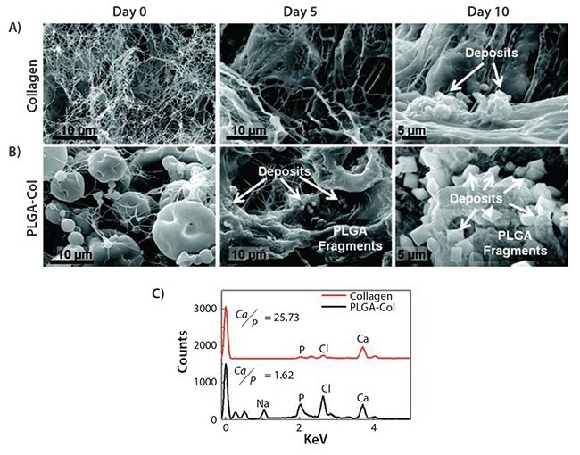 Analysis of minerals formed within MSC-encapsulating hydrogels. A,B) SEM images of minerals formed in the MSC-encapsulating collagen (A) and PLGA-Col (B) hydrogels after 0, 5, and 10 days of incubation in osteogenic differentiation medium. C) EDS spectra of minerals formed within the gels. PLGA-Col hydrogels contained 10 mg/mL PLGA particles, while pure collagen gels contained 0 mg/mL.<sup>29</sup> Analysis of minerals formed within MSC-encapsulating hydrogels